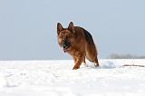 BERGER ALLEMAND 454